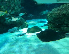 Thumbs/tn_LAI,HUI-CHUAN.Canada.Ripley's Aquarium of Canada (4).jpg